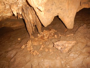 The pecory skeleton inside the cave