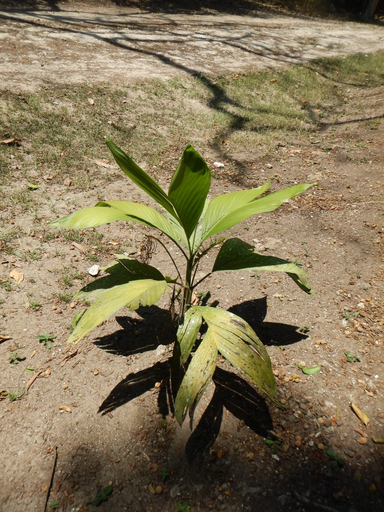 Chamedorea plant at Caracol