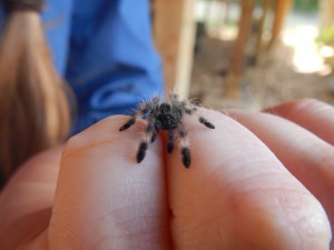 Cave tarantula (new species?)