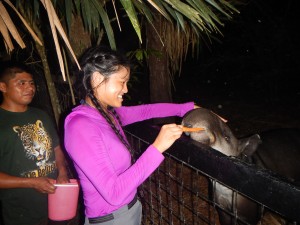 Feeding carrots to the national animal of Belize, the tapir