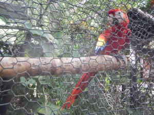 Charlie the scarlet macaw from the Belize Zoo