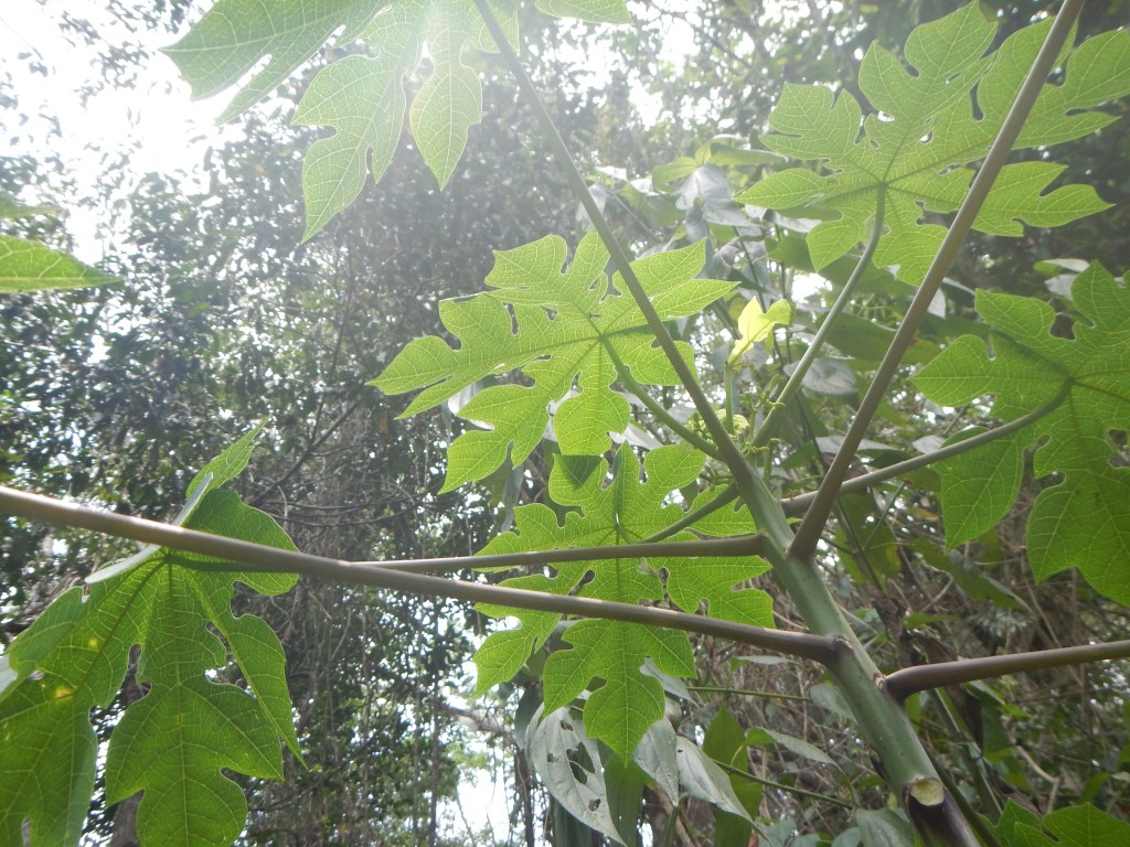 Palmate papaya leaves