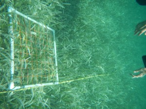 Utilizing transects underwater