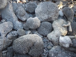 Pieces of fossilized coral