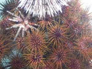 Several reef urchins (Echinometra viridis)