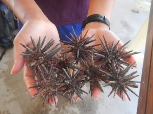 Slate pencil urchins (Eucidaris tribuloides)