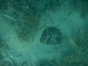 A red heart urchin (Meoma ventricosa) buried among the sand