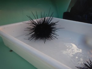 A long-spined sea urchin (Diadema antillarum)