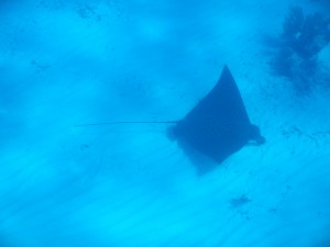 A large spotted eagle ray spotted in the fore reef