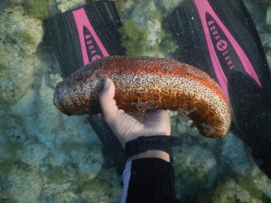 The underside of a donkey dung sea cucumber (Holothuria mexicana) found in the back reef