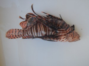 A lionfish, captured for dissection and ceviche 