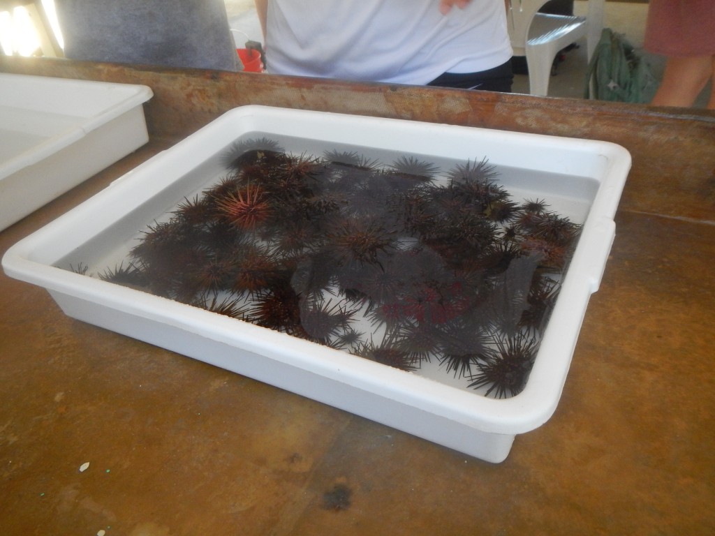 Collected urchins (Photo credit: Scott)