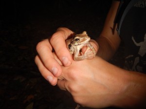Mexican Treefrog