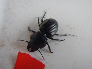 A female pinching beetle (Lucanus capreolus) from one of our pitfall traps