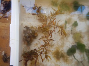 Brown algae found today