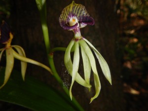 Black orchid. Belize's national flower