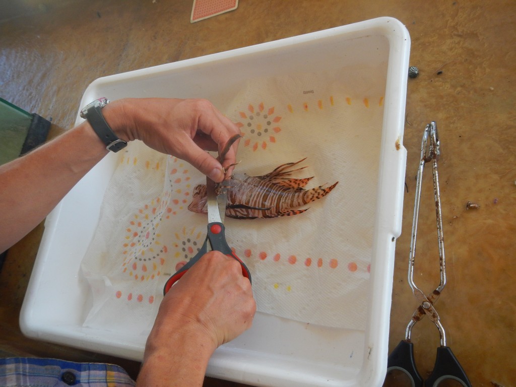 Dissecting the lionfish