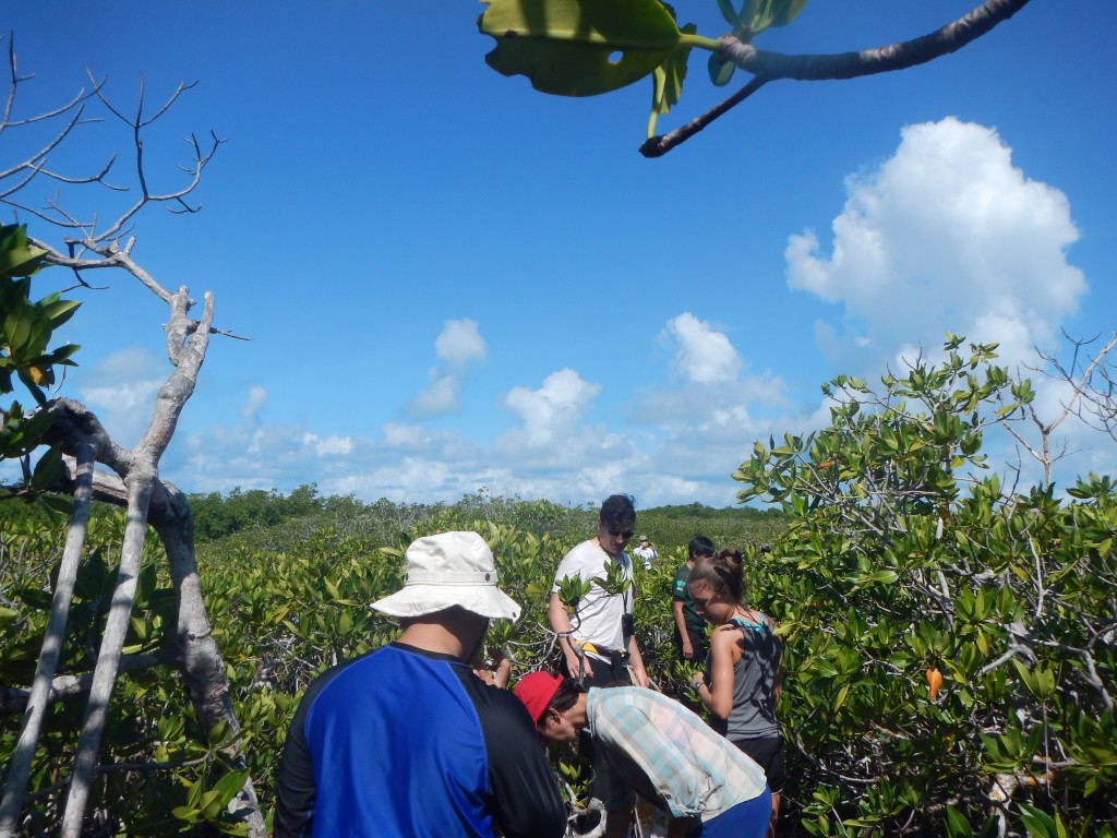 Making our way through mangroves