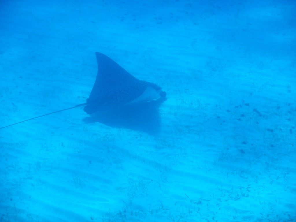 The huge ray we saw