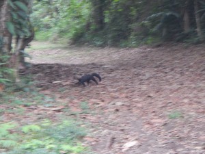Tayra captured as it walks back into the forest cover