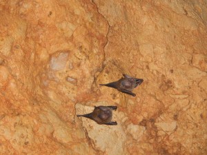 Gray fruit bats with distinctive noseleaves