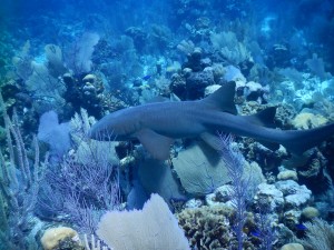 A larger nurse shark seen earlier in the trip on the fore reef