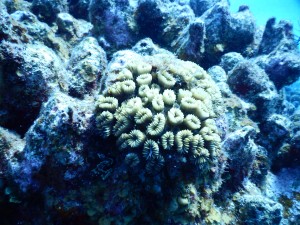 Forereef coral