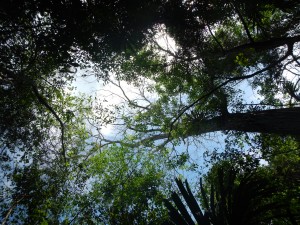 A glimpse up into the canopy of the Chiquibul Rainforest
