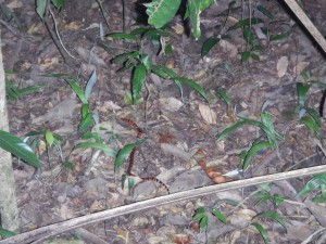 The coral snake we saw during our night hike